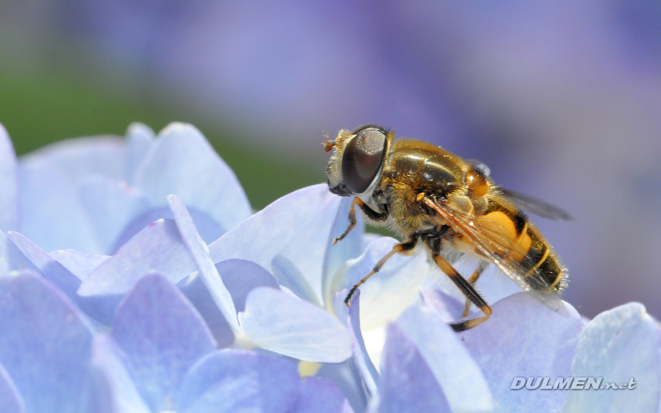 Syrphid Fly (Eristalis arbustorum)